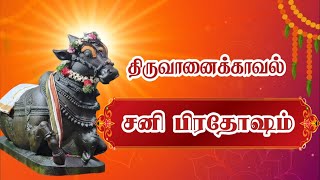 Thiruvanaikaval Sani pradosham |திருவானைக்காவல் சனி மகா பிரதோஷம்|pradosham | namma trichy|