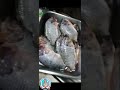 🌈🐟asmr satisfying clean a fish fresh feeling fresh