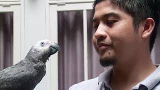 Melatih African Grey Parrot Berbicara Jelas - IPOP