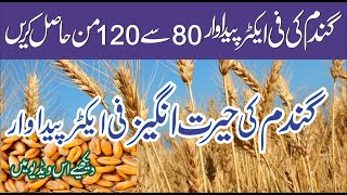 6 kg wheat seed  par acer | Wheat Seeds | best wheat verity | pakistan mein gandum ki kasht |