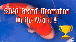 2020 Grand Champion of All Japan Koi Show !!