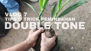 VLOG 7 : TIPS \u0026 TRICK PEMISAHAN \u0026 PEMINDAHAN BIBIT SAWIT DOUBLE TONE