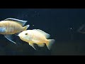 breeding african cichlids a step by step guide for mouthbrooders in an aquarium malayalam