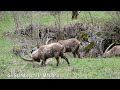 gli stambecchi in maslana valbondione video produzione bergamo aprile 2014