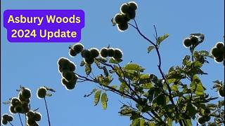 Asbury Woods Chestnut Orchard 🌰 - 2024 Update on ~80yr old Orchard