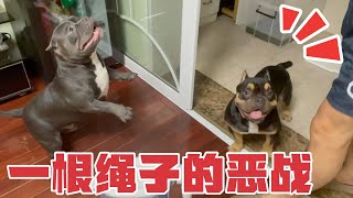 恶霸犬六甲对咬绳的渴望程度～ 发财也不是吃素的