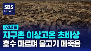 이상 고온·가뭄에 물고기 떼죽음…유세장도 비상 / SBS / #D리포트