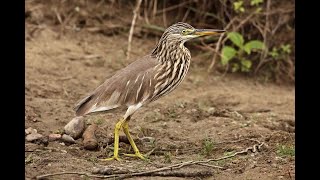 Heron (কানা বক)