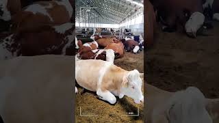 🔴 SIMMENTAL CATTLE ✅ Biggest Bulls And Cow