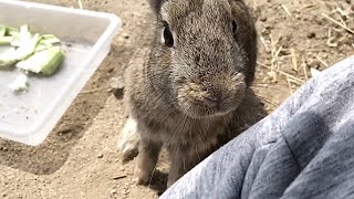 野うさぎ「なあ人間さん、もっとうまいものはないかい？」