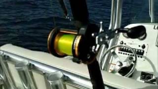 Daiwa Seagate - New Saltwater Conventional Reels