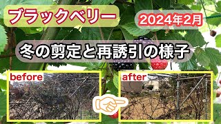 ブラックベリー冬の剪定と再誘引の様子2024年《家庭菜園》