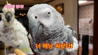 [김루이\u0026김로미] 오늘도 평화로운 루몽다로네 🏠 A gluttonous parrot.