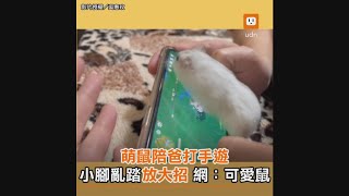 萌鼠陪爸打手遊！小腳亂踏放大招 網：可愛鼠｜動物｜搞笑