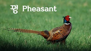 꿩 장끼가 홰치며 우는 장면 Singing Pheasant