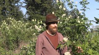 Elder Flower Harvesting with Yarrow Willard