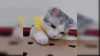 Baby Cats - Cute and Funny Cat Videos Compilation #1 | Happy Pets