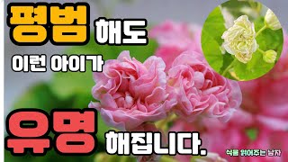 4K_🌷평범해도 이런 아이가 유명해집니다. Esp193 카멜레온 제라늄 (살기위한 본능) 느낌이 이렇게 다르네요 🌱반려식물,한국제라늄,유럽제라늄, 페라고늄, 펠라고늄