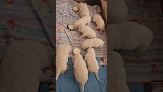 Komondor puppies in Somogyi Betyár Kennel