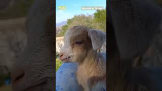 Cute Goat , goat video #viral #goat #animals #funny #funnyshorts #viralvideo #pets #ytshorts #shorts
