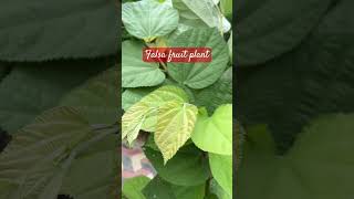 Falsa fruit plant 🌱 #nature ##short #ytshorts