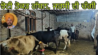 ਝੋਟੀ ਤੋਕੜ ਗੱਬਨ 3 ਚੰਗੀਆਂ ਵੇਹੜਾ ਵਿਕਾਊ 9914594925