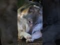 GRAY WOLVES RETURN TO CALIFORNIA AFTER 100YEARS