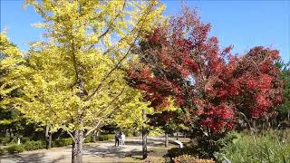 秩父ミューズパークのイチョウ並木の紅葉