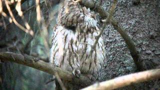 Kattuggla - Tawny Owl (Strix aluco) Ölme Värmland Sweden 110602