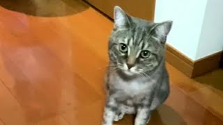 【猫困惑】ネズミのおもちゃをあげたらイマイチだった