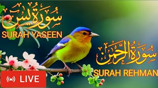 🔴 LIVE surah yaseen ❤️ and surah rahman 🦜 | quran recitaion full HD