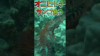 オニヒトデが珊瑚を食う crown-of-thorns starfish eats coral　#shorts