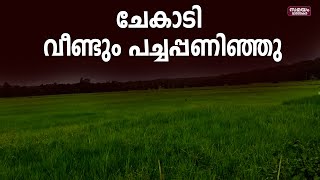 ചേകാടി പാടശേഖരത്തില്‍ വീണ്ടും ഗന്ധകശാല നിറഞ്ഞു... |Chekadi