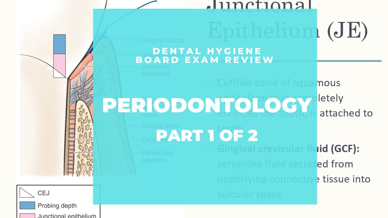 NBDHE - DENTAL HYGIENE BOARD EXAM REVIEW: Everything You Need To Know ...