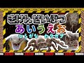 【危険生物あいうえお】子供向け  きけんないきものをおぼえよう！オニヒトデ、ミノカサゴ、コブラ、ワニ