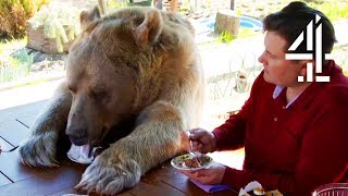 Breakfast With Your Pet Bear | Bear About The House: Me & My Supersized Pet