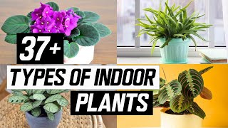 37+ Types of Indoor Plants - The Planet of Greens