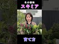 冬の植物【スキミア】育て方♪ shorts