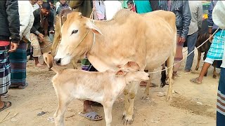 গাভী বাচ্চার হাট বাজার || বগুড়া হাসোখালি গরুর হাট বাজার ২০২৫ || gorur hat || gavi gorur bazar