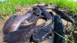 LisY Fisherman - a lot of fish in rice field catch by best hand a smart fisherman