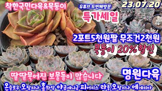 명원다육(1)달달묵은국민다육무조건2천원/묵둥이20%할인/덴트라쨈.원종복랑금/온슬로우.오팔리나.홍화장.야곱세니금.양로.펜덴스.라디칸스.백미인.원종애성.피어리스