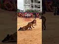 indian army dog salute training 🔥🇮🇳 shorts army viral trending