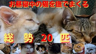 保護猫カフェ猫の木で総勢20匹、お昼寝中の猫を撫でまくる癒し動画（十三駅）Stroking 20 nap cats