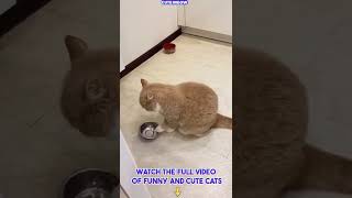 Funniest Cats 😂 Funny Cats Life 😹 Funny Cat