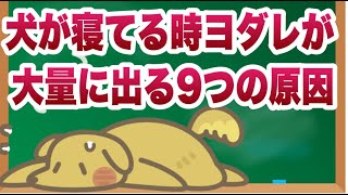 犬が寝てる時ヨダレが大量に出る９つの原因【獣医師解説】