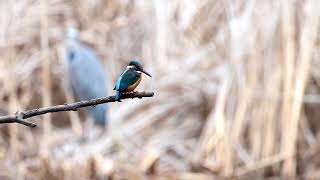 2025.1.16 PM1:55大和泉の森🌳カワセミ君🐦とアオサギ🐓(Movie)