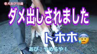 【老犬あび18歳】ダメ出しのオンパレード💦