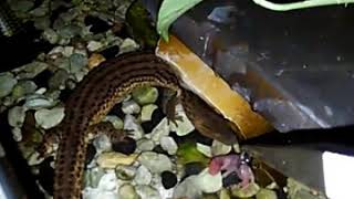 ミミナシオオトカゲ　冷凍ピンクマウス給餌　　Earless monitor lizard　Frozen pink mouse　Feeding