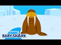 Mighty Walrus | Sea Animals Song | Baby Shark and Sea Animals | Baby Shark Official