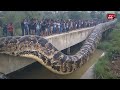 uproar a 30 meter long giant snake suddenly appears in a resident s garden becomes a spectacle...